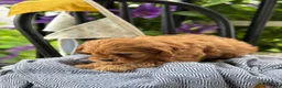 Cavapoo dogs for sale: Jinger - Ad 5