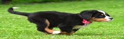 Bernese Mountain Dog dogs for sale: Nicole - Ad 14