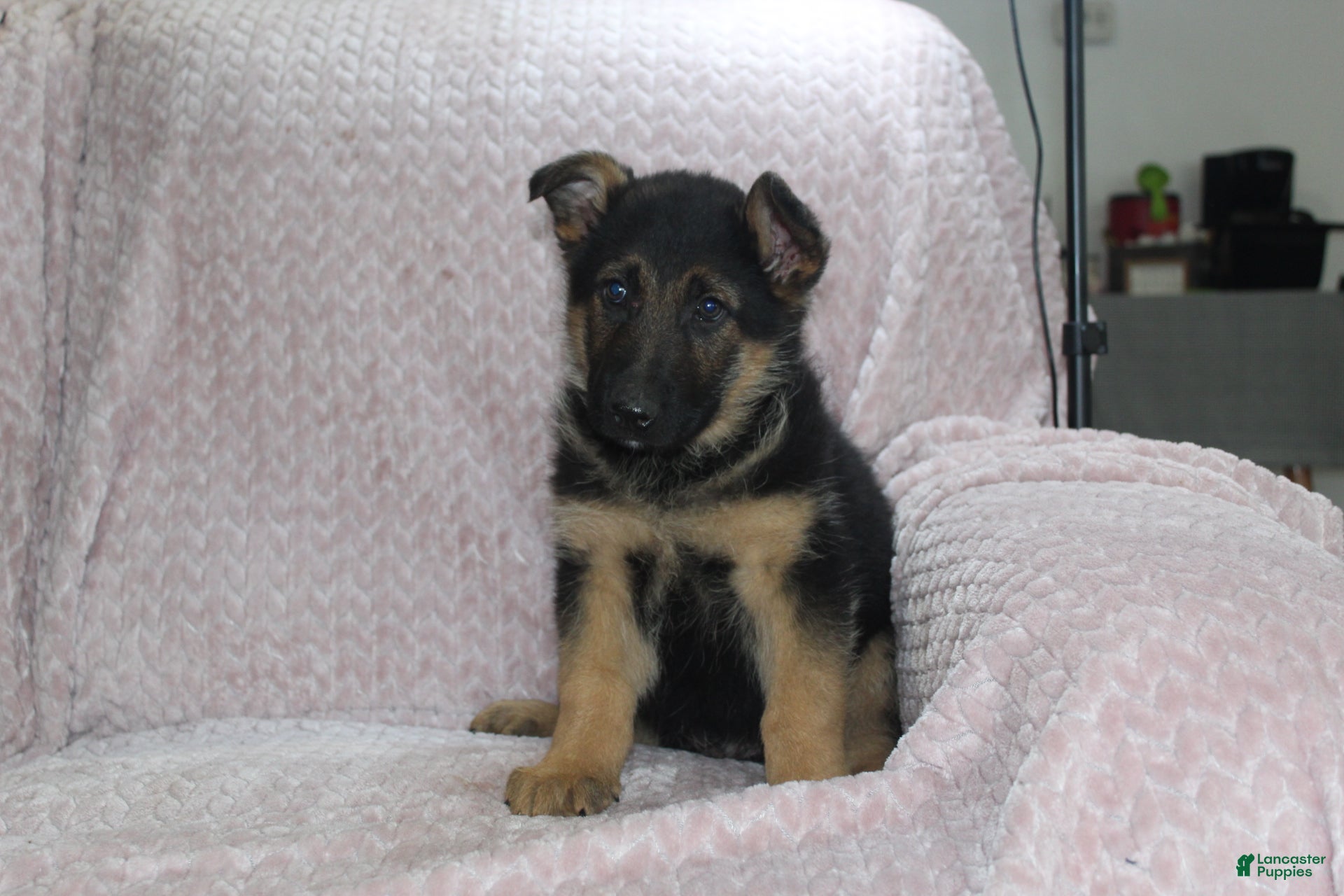 German Shepherd dogs Axel - Ad 1