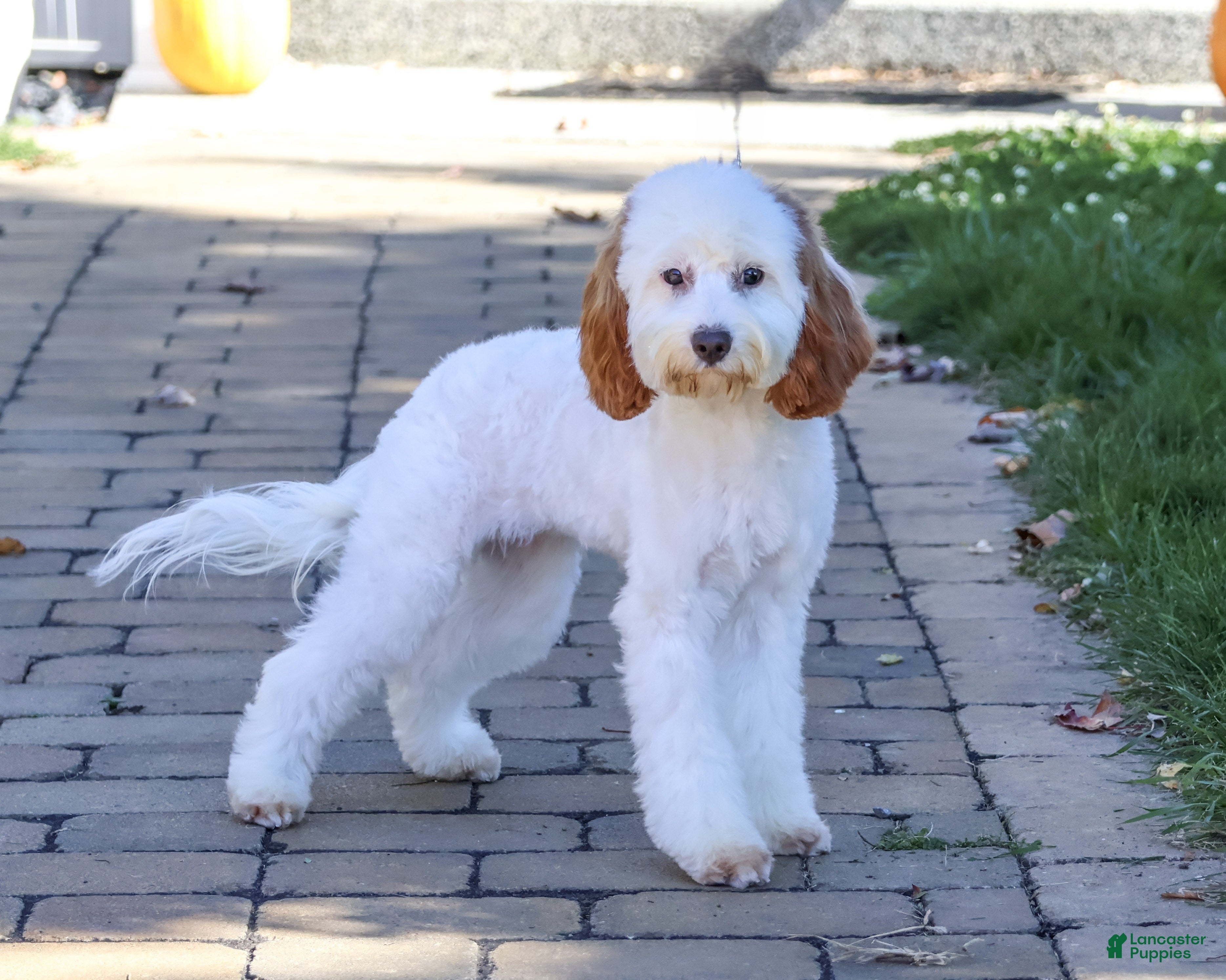 Cavapoo dogs for sale: Emerald - Ad 1