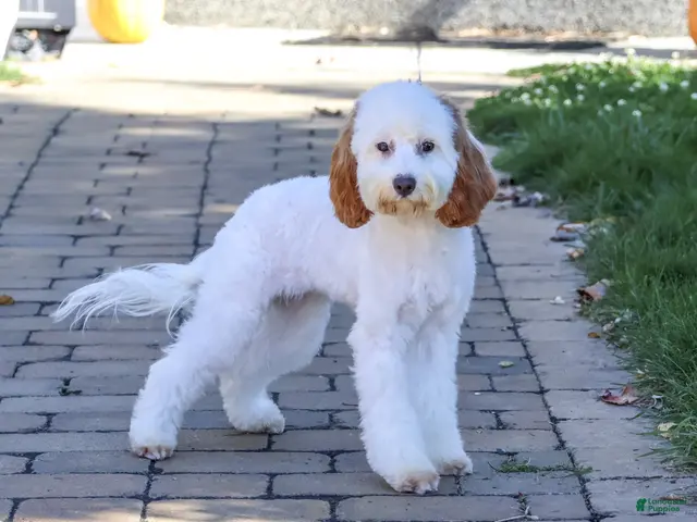 Cavapoo dogs for sale: Emerald - Ad 1