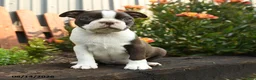 Boston Terrier dogs for sale: Mercury - Ad 5