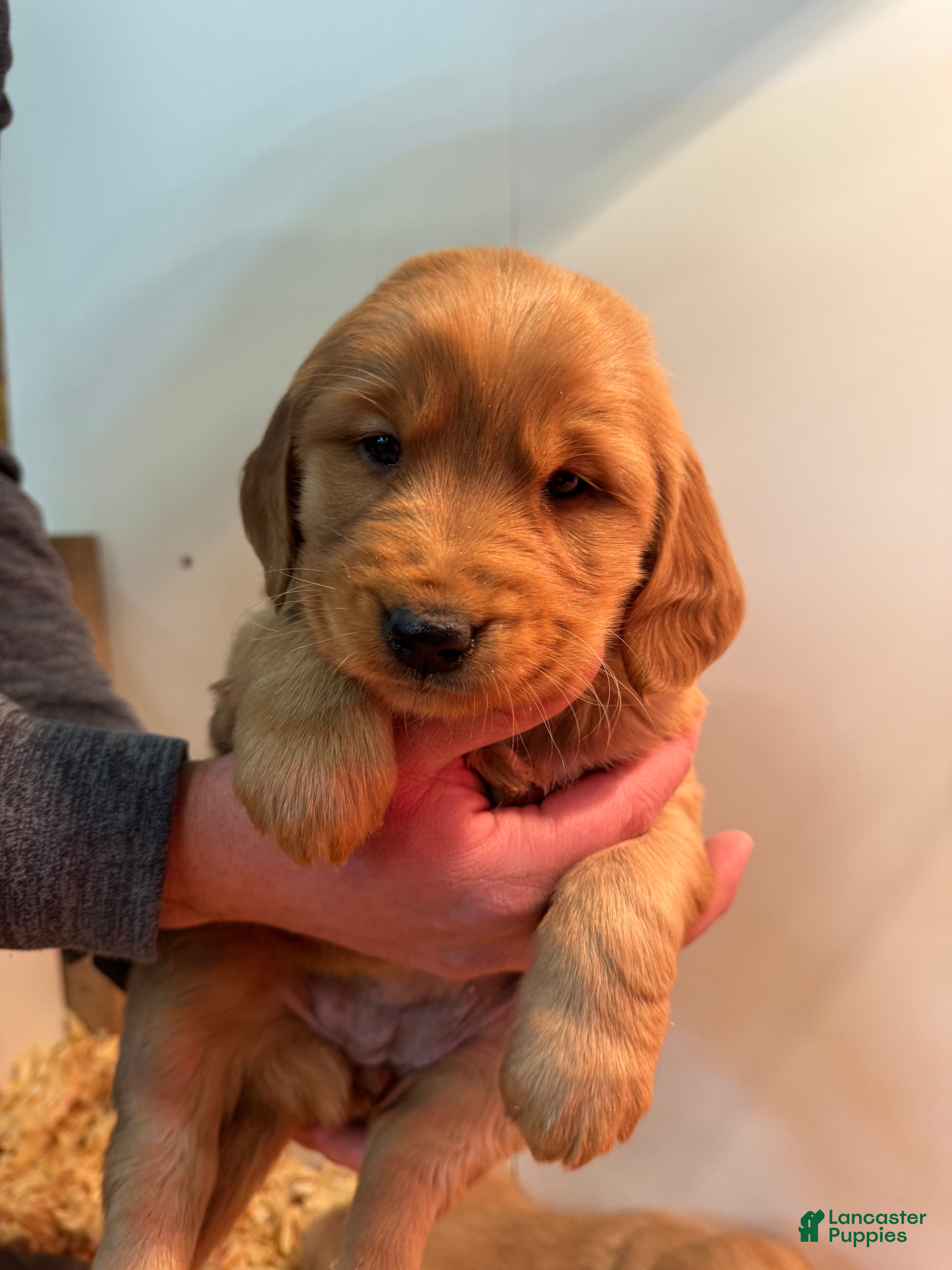 Golden Retriever dogs Merry - Ad 41