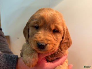 Golden Retriever dogs Merry - Ad 42