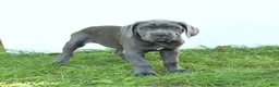 Cane Corso dogs for sale: River - Ad 5