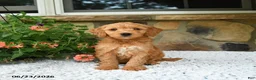 Mini Goldendoodle dogs for sale: Axle - Ad 4
