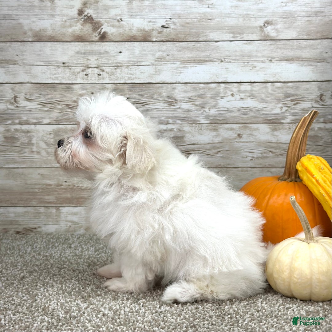 Maltipoo dogs for sale: Girl Minnie - 0214 - Ad 2