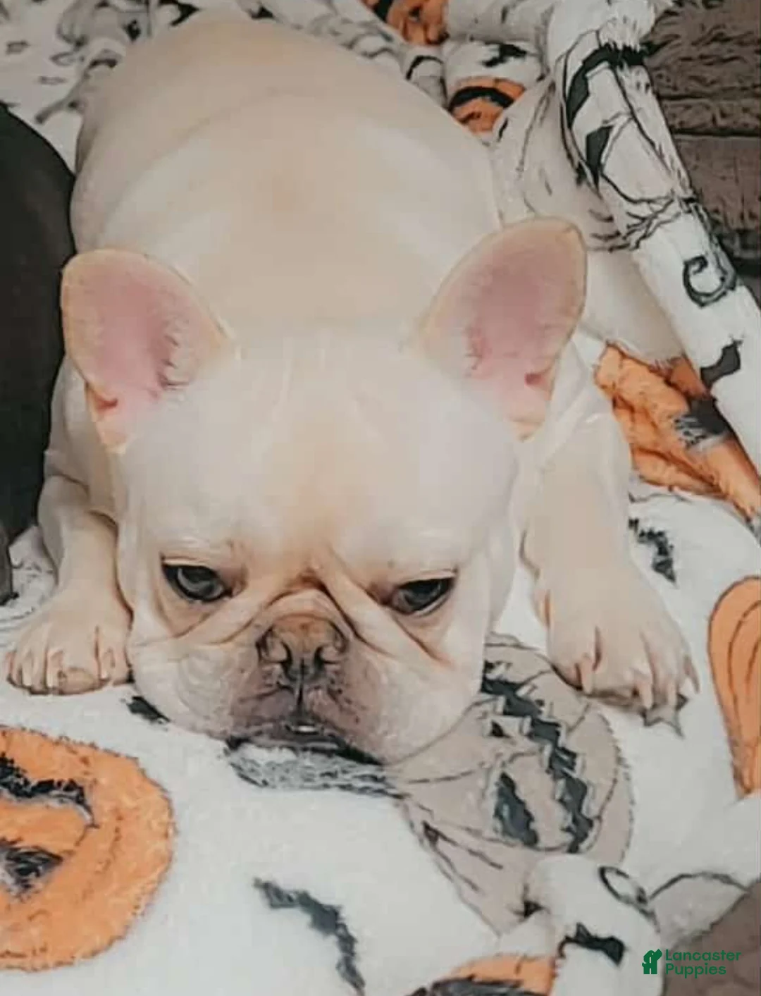 French Bulldog dogs for sale: Penelope  - Ad 3