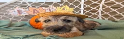Cairn Terrier dogs for sale:  Elliot  - Ad 3