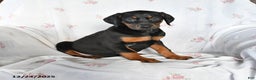 Doberman Pinscher dogs for sale: Dixie - Ad 1