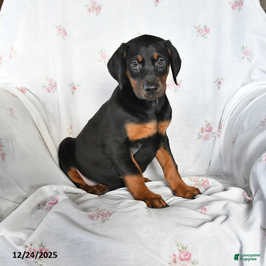 Doberman Pinscher dogs for sale: Dixie - Ad 1