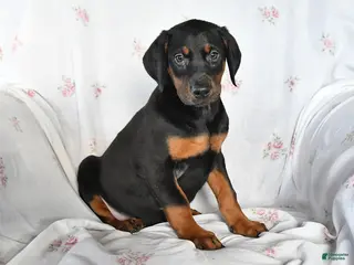 Doberman Pinscher dogs Dixie - Ad 20