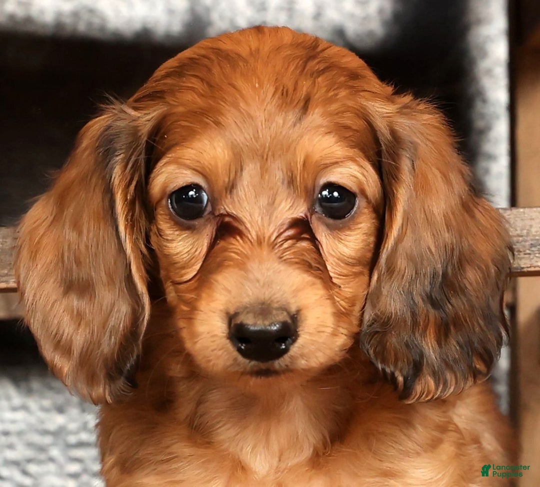 Miniature Dachshund dogs for sale: Anni - Ad 9