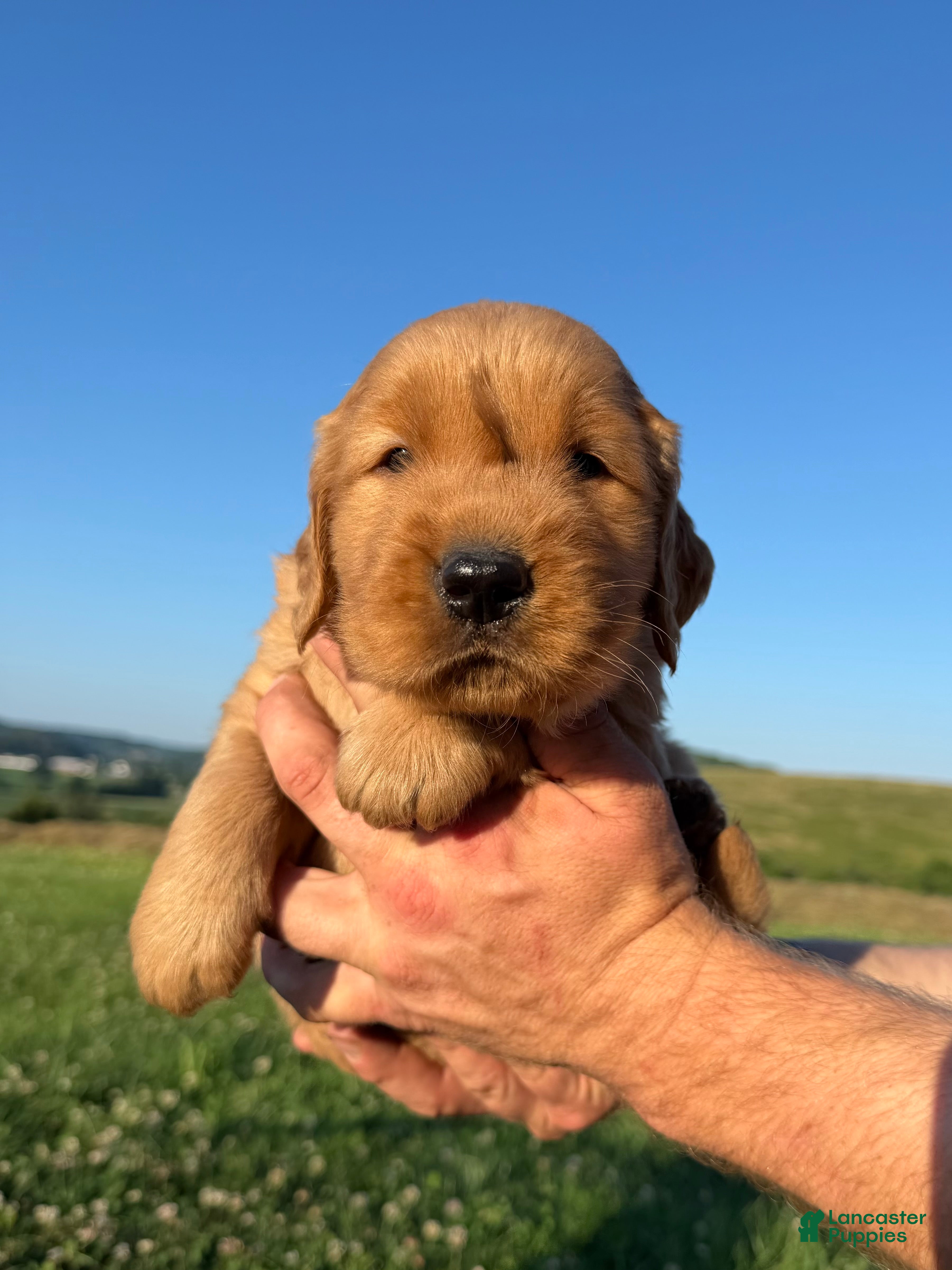 Golden Retriever dogs Rascal  - Ad 1