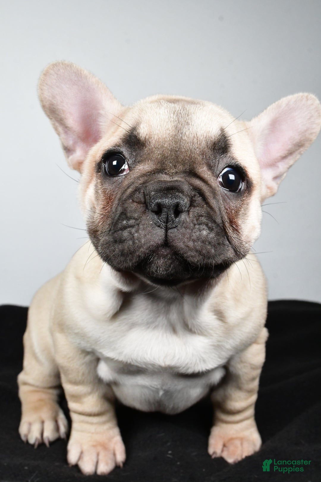 French Bulldog dogs for sale: Hazel - Ad 3