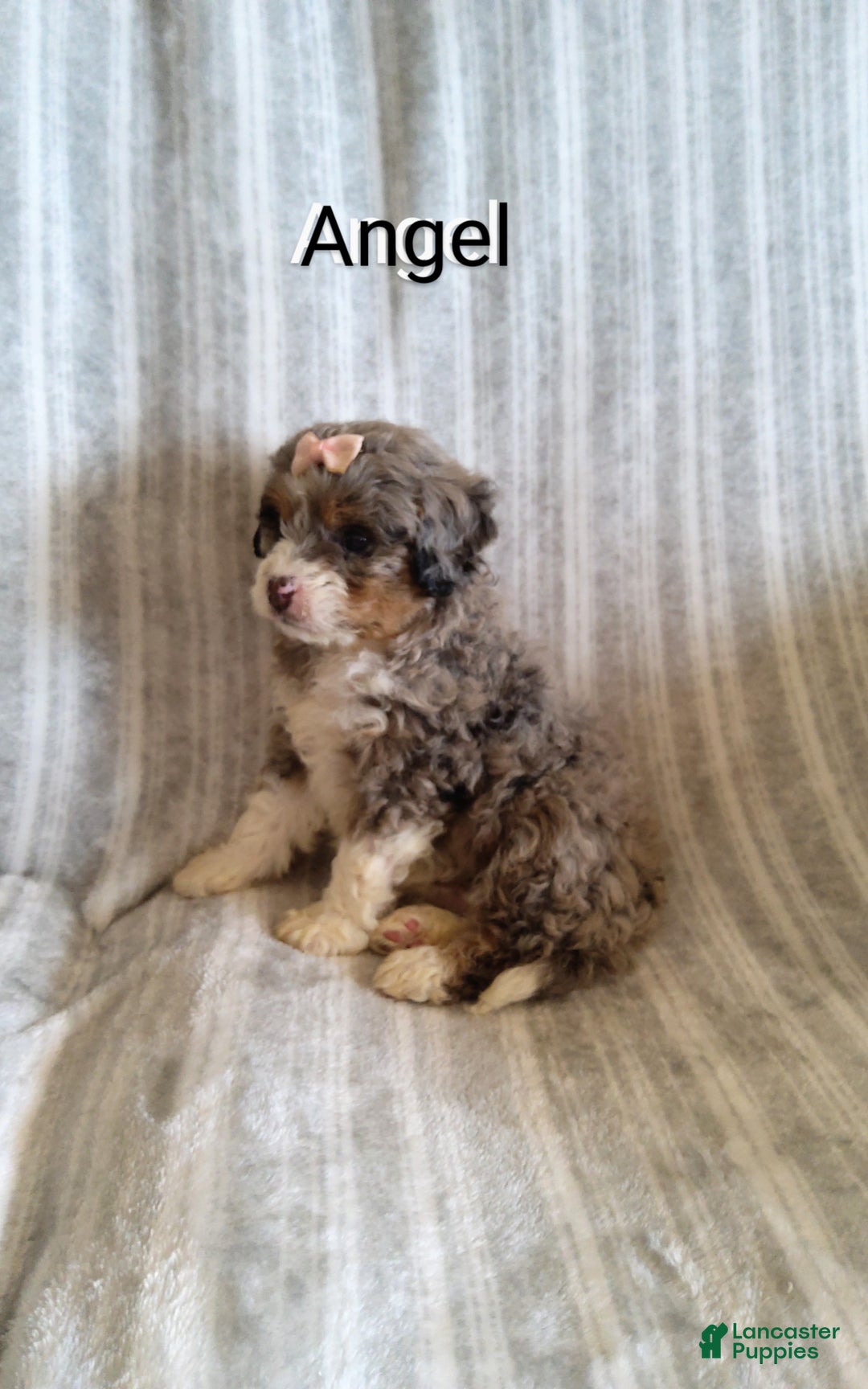 Mini Bernedoodle dogs for sale:  Angel  - Ad 2