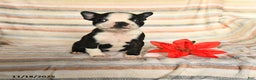 Boston Terrier dogs for sale: Dylan - Ad 2