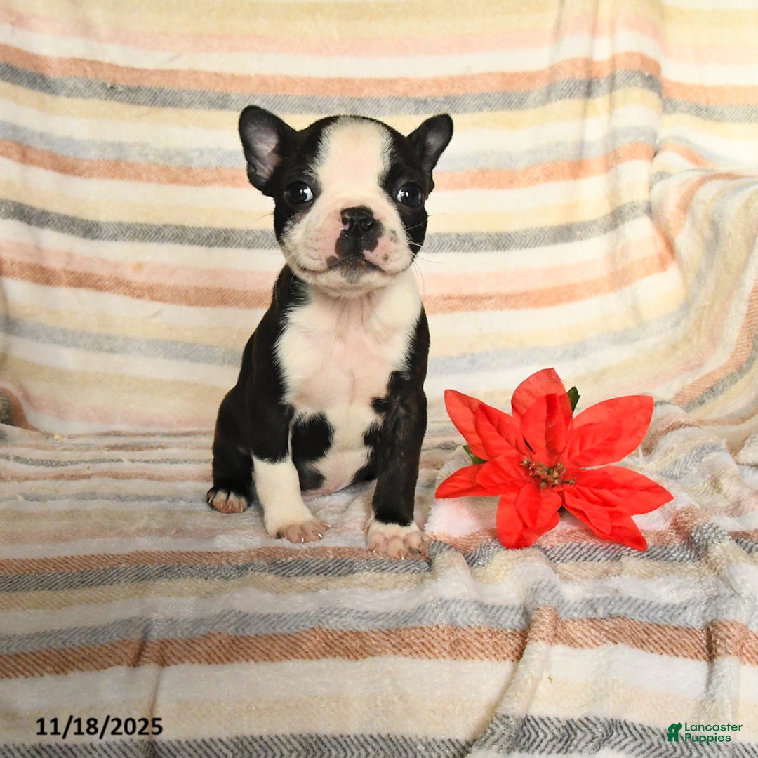 Boston Terrier dogs for sale: Dylan - Ad 2