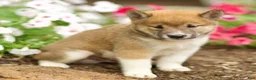 Shiba Inu dogs for sale: Lykos - Ad 3