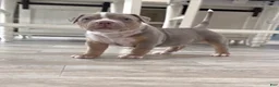 American Bully dogs for sale: American Bully Puppy 4 - Ad 5