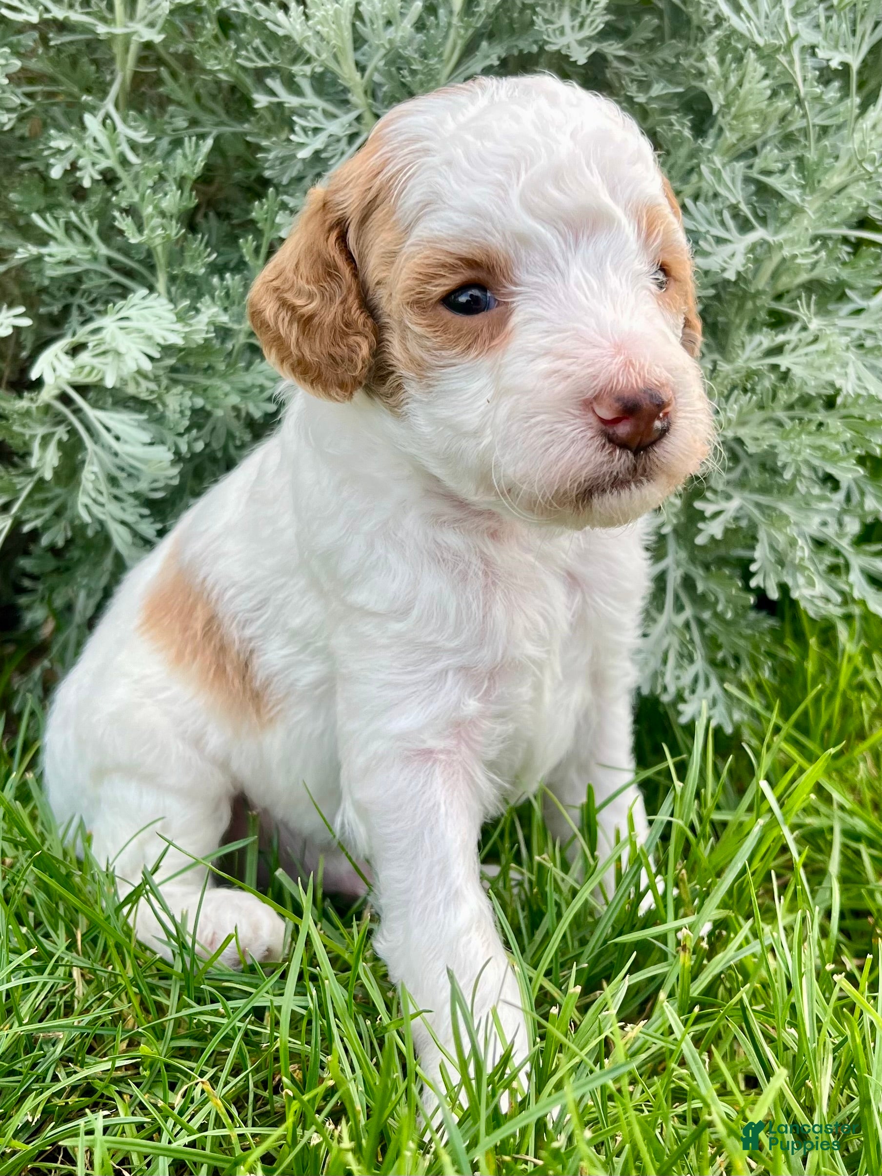 Miniature Poodle dogs Cappuccino - Ad 2