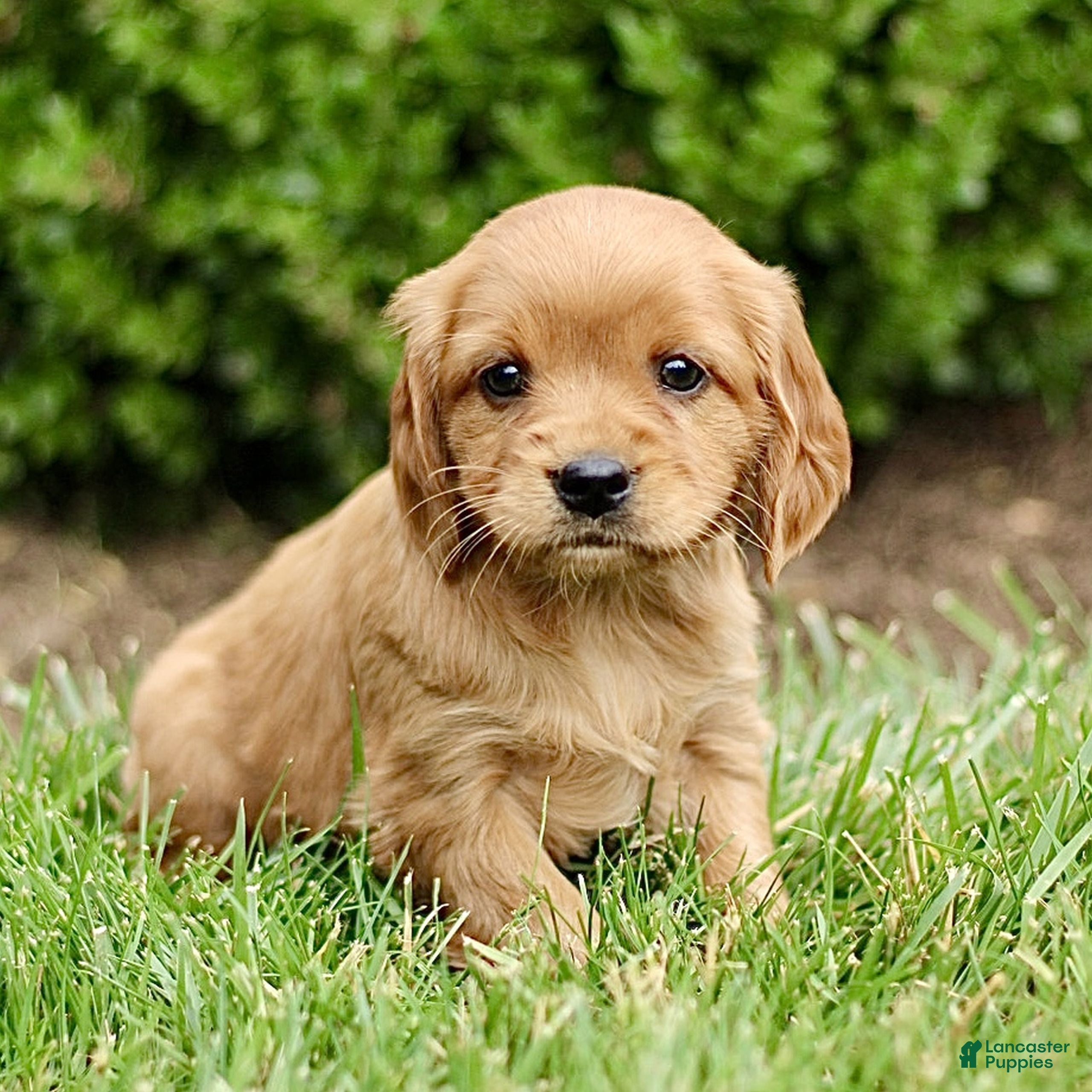 Miniature Golden Retriever dogs Tina  - Ad 2
