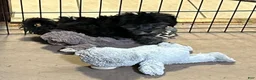 Shihpoo dogs for sale: Shihpoo 1 - Ad 4