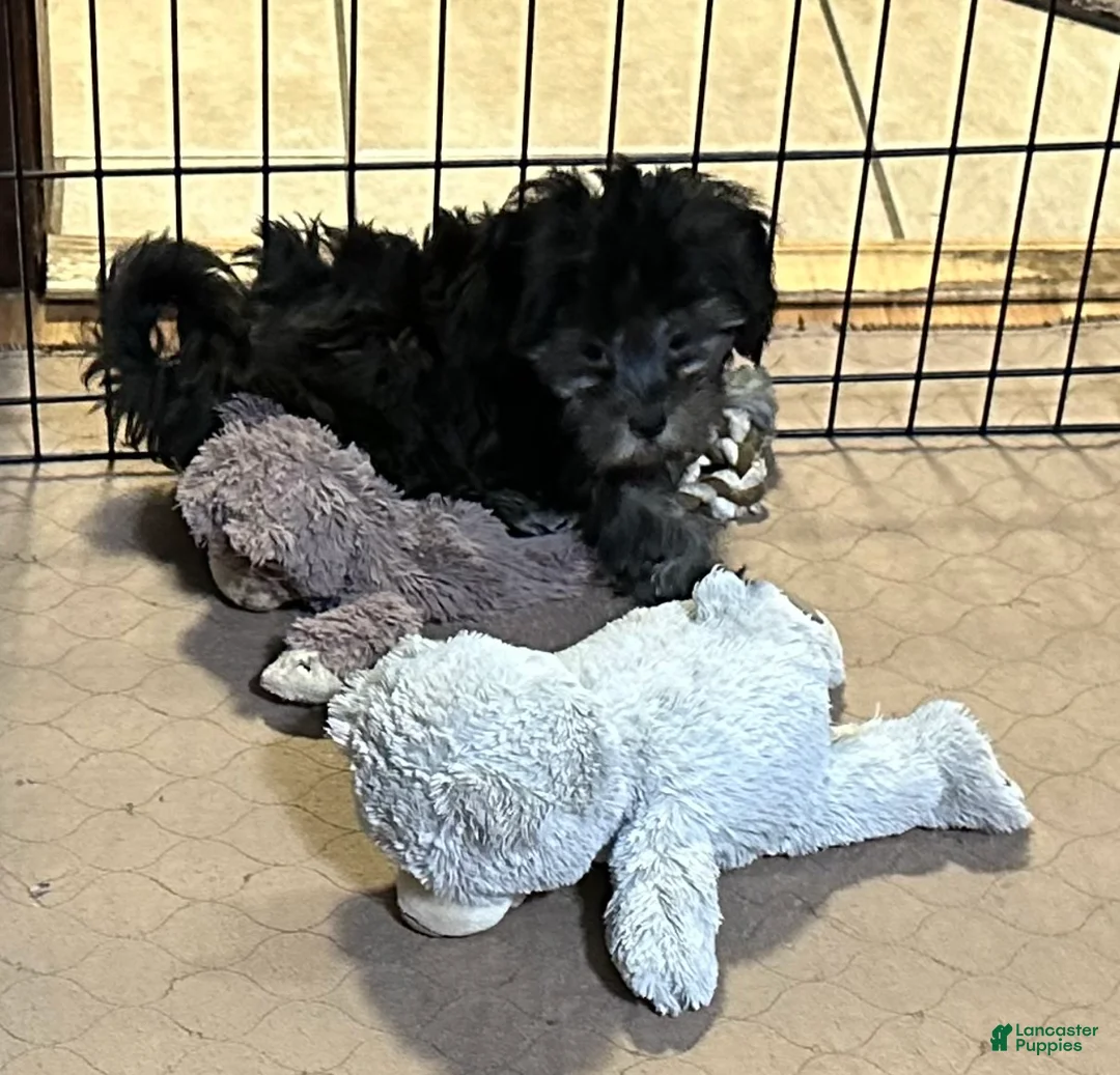 Shihpoo dogs for sale: Shihpoo 1 - Ad 4
