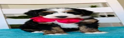 Bernedoodle dogs for sale: Mindy - Ad 1
