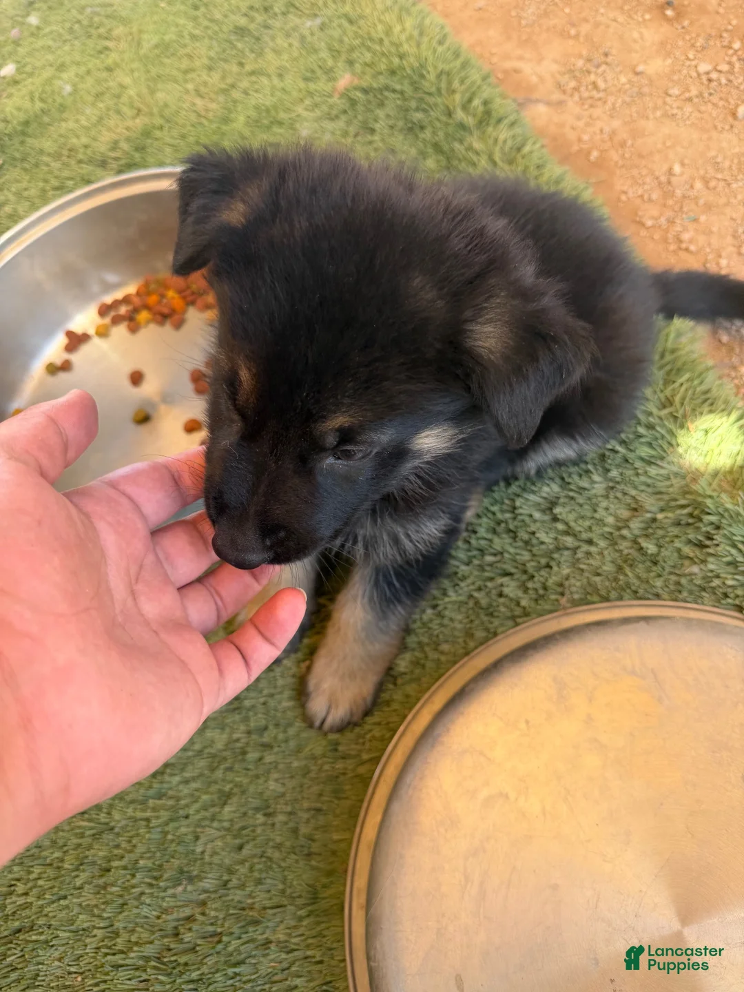 German Shepherd dogs for sale: German Shepherd 2 - Ad 3