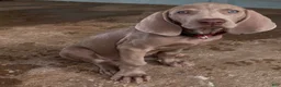 Weimaraner dogs for sale: Bella - Ad 1