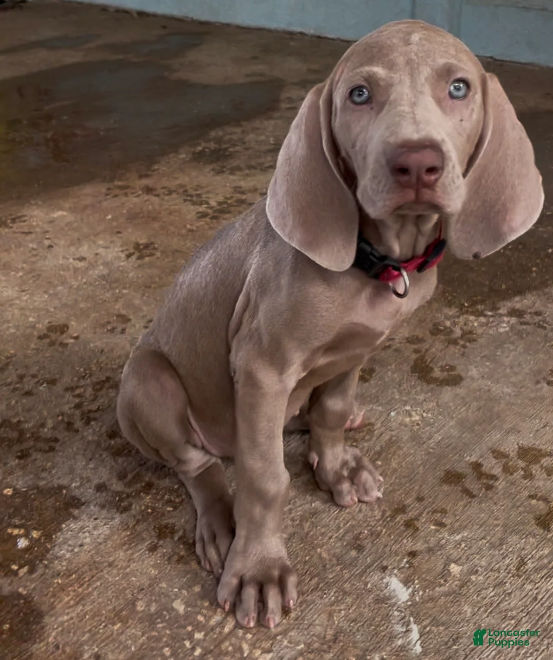 Weimaraner dogs for sale: Bella - Ad 1