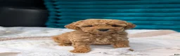 Toy Poodle dogs for sale: Vance - Ad 3