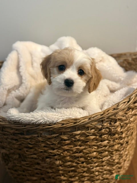 Mixed Breed dogs Charlotte - Ad 1