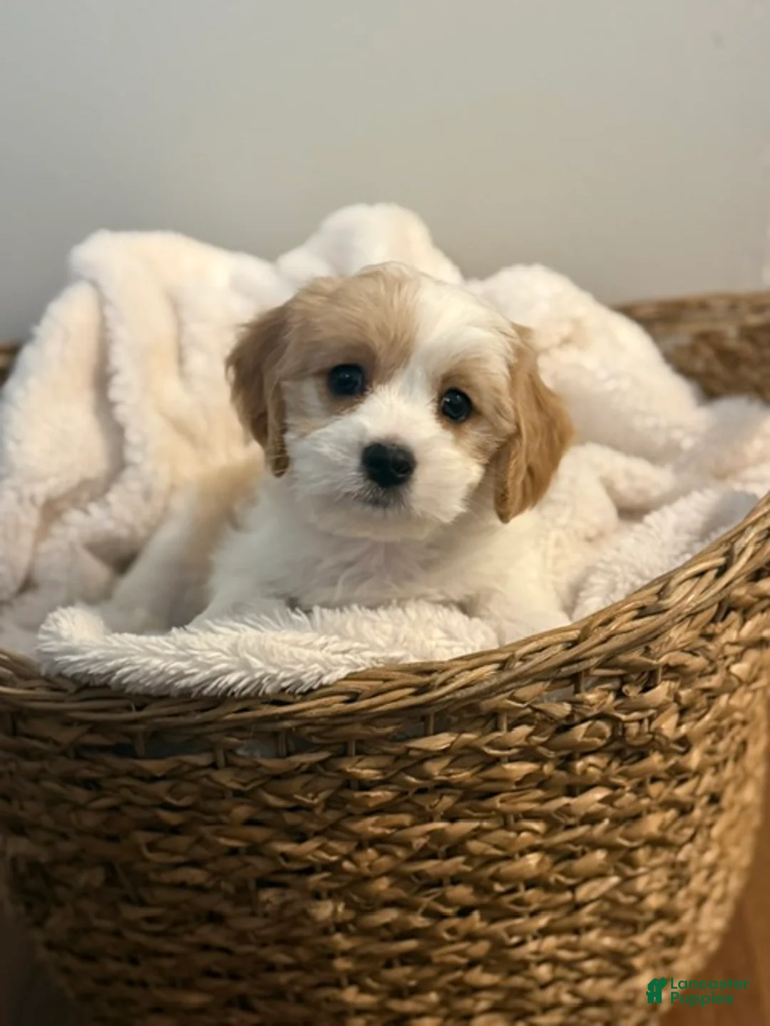 Mixed Breed dogs for sale: Charlotte - Ad 1