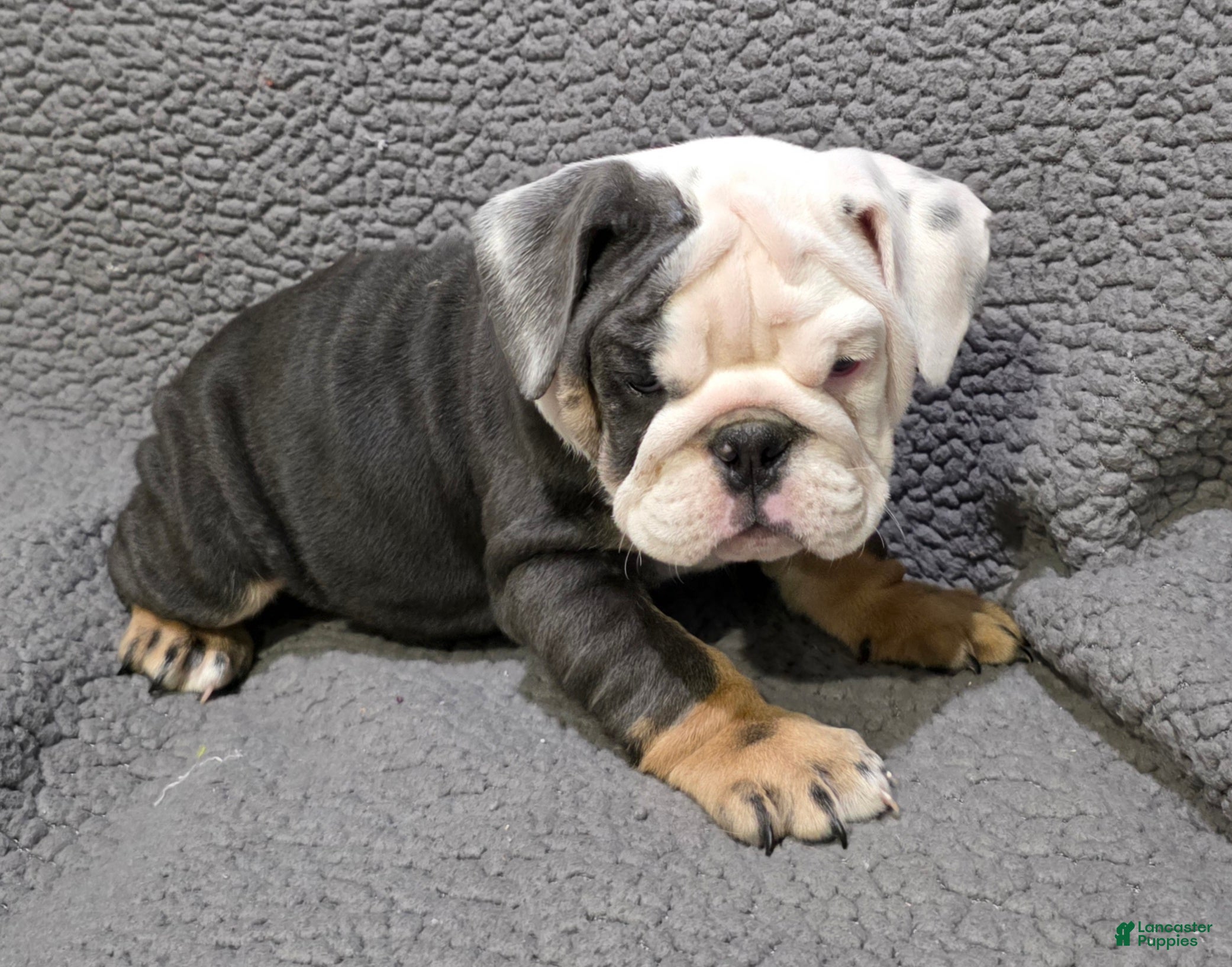 English Bulldog dogs Marion - Ad 2