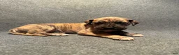 Great Dane dogs for sale: Orange Collar - Ad 4