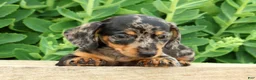 Miniature Dachshund dogs for sale: Jodi - Ad 5
