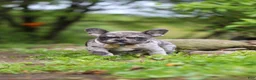 French Bulldog dogs for sale: Jewel - Ad 1