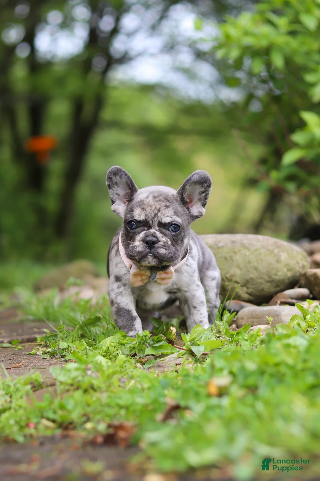 French Bulldog dogs for sale: Jewel - Ad 1