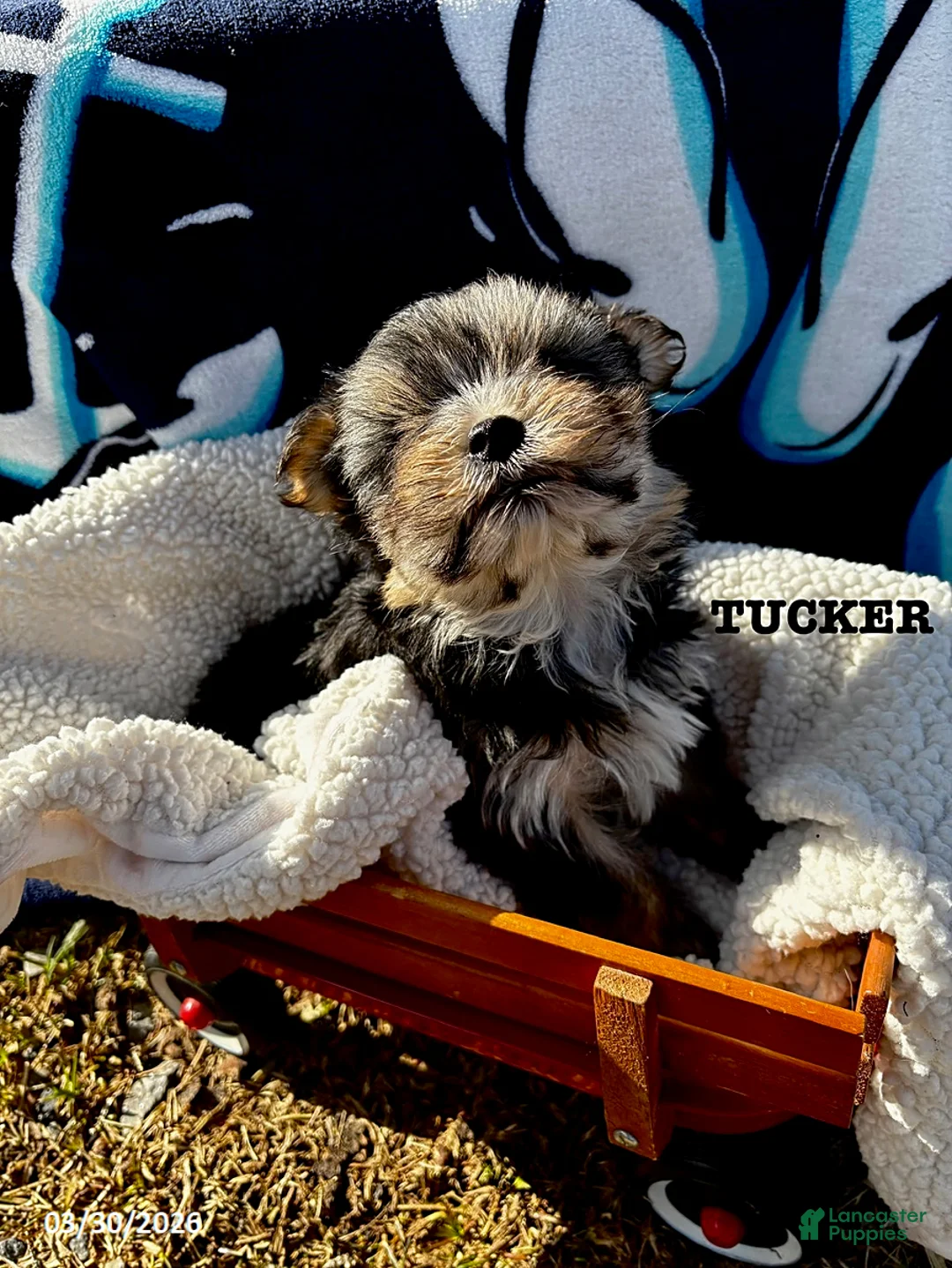Morkie dogs for sale: Tucker - Ad 2