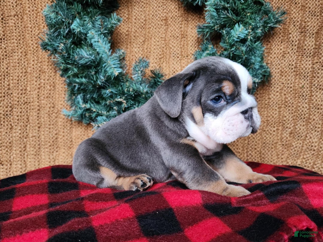 English Bulldog dogs for sale: Elliot - Ad 13