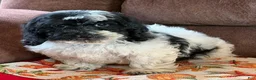 Cockapoo dogs for sale: Molly - Ad 2