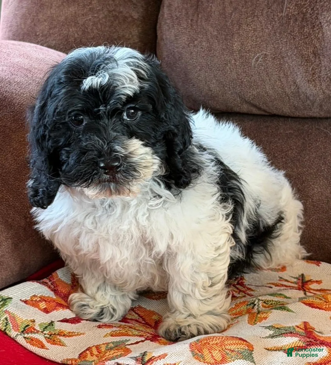 Cockapoo dogs for sale: Molly - Ad 2