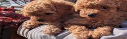 Toy Poodle dogs for sale: Tom - Ad 17