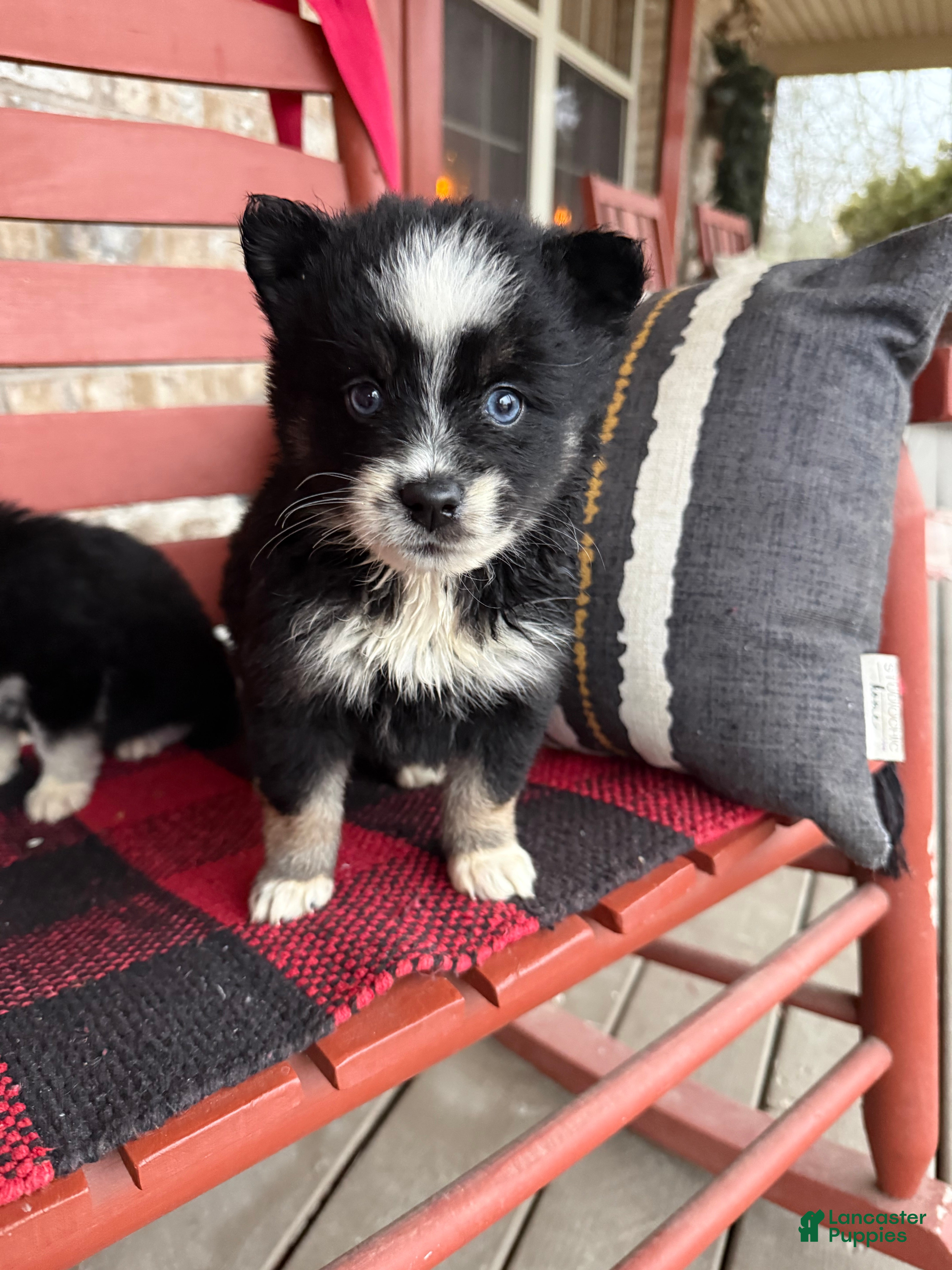 Pomsky dogs Oreo - Ad 8