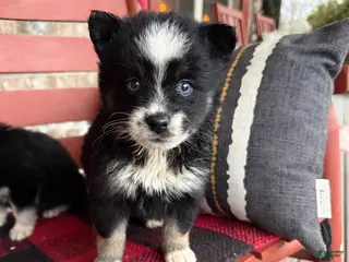 Pomsky dogs Oreo - Ad 8