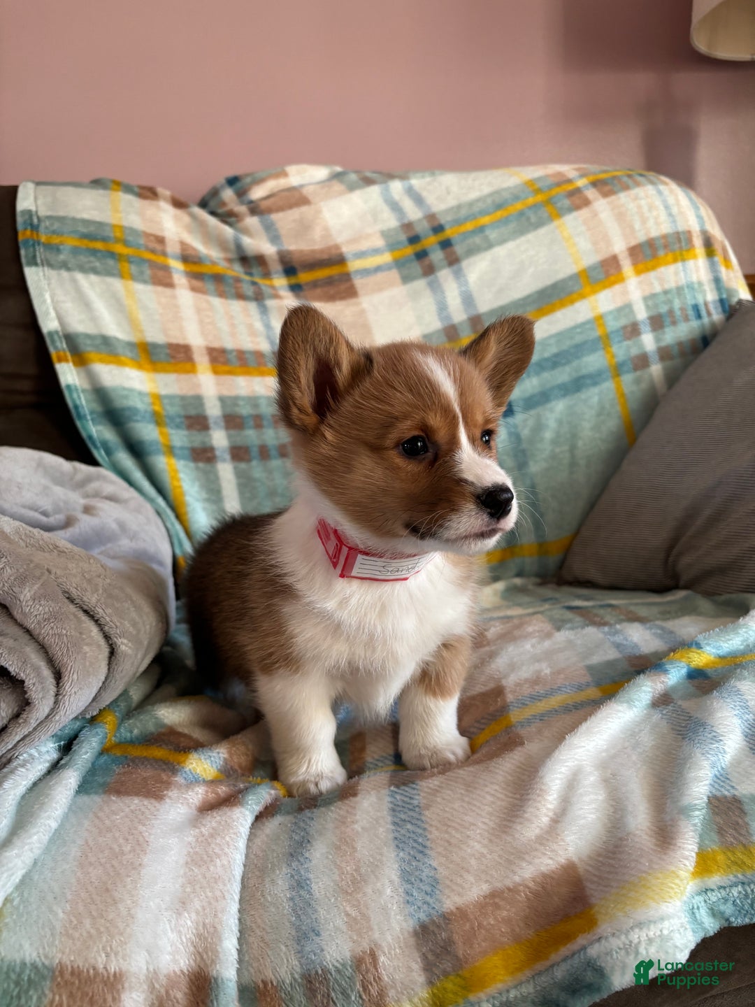 Welsh Corgi Pembroke dogs for sale: Welsh Corgi Pembroke Puppy 3 - Ad 6