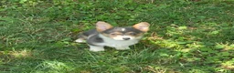Welsh Corgi Pembroke dogs for sale: Lara the low rider  - Ad 8