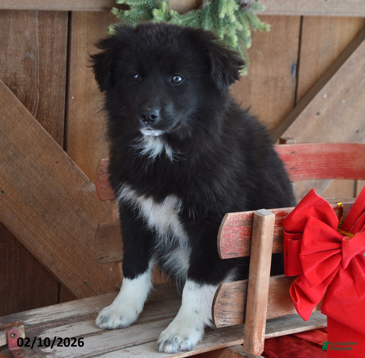 Mixed Breed dogs Stella Rae - Ad 28